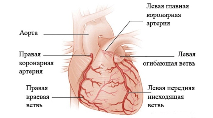 Артерии сердца