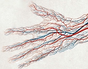 Вены и артерии